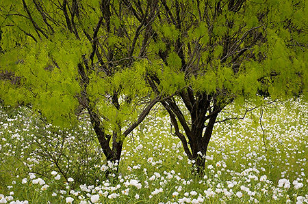 Two Trees Among White Pricklypoppies, Hill Country, TX